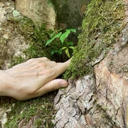 Walking Away mit Bärbel Troschke-Monka Eine Hand berührt sanft moosbewachsenen Baumrinden, ein kleines grünes Blatt wächst dazwischen hervor.