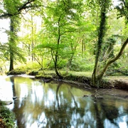 Angertal in Ratingen Ein friedlicher Bach fließt durch ein üppig grünes Waldgebiet in Ratingens Angertal.