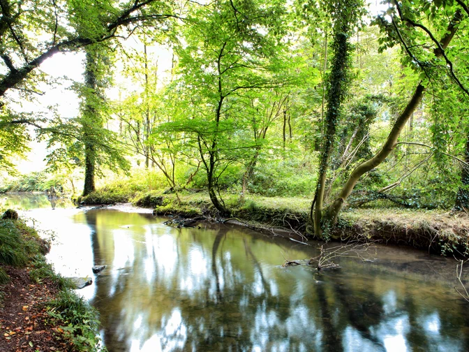 Angertal in Ratingen Ein friedlicher Bach fließt durch ein üppig grünes Waldgebiet in Ratingens Angertal.