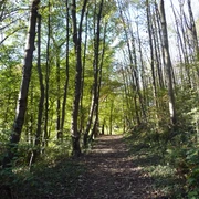 Wald bei Ratingen Herbstlicher Waldweg bei Ratingen mit hohen Bäumen und buntem Laub in der warmen Nachmittagssonne.