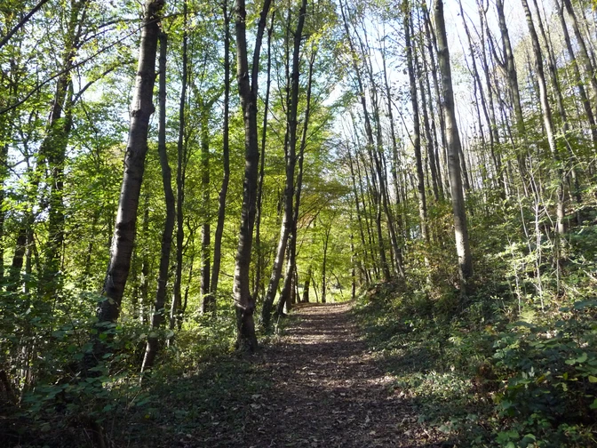 Wald bei Ratingen Herbstlicher Waldweg bei Ratingen mit hohen Bäumen und buntem Laub in der warmen Nachmittagssonne.