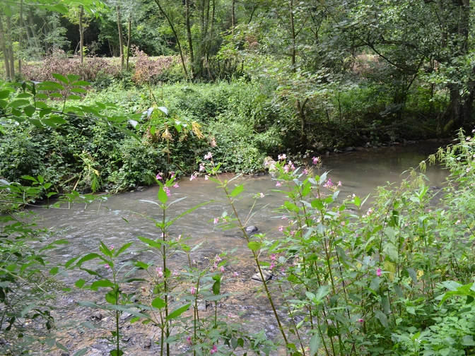 Bachlauf nahe des Wanderweges Ein Bach umgeben von üppigem Grün und rosa blühenden Pflanzen in einem bewaldeten Gebiet.