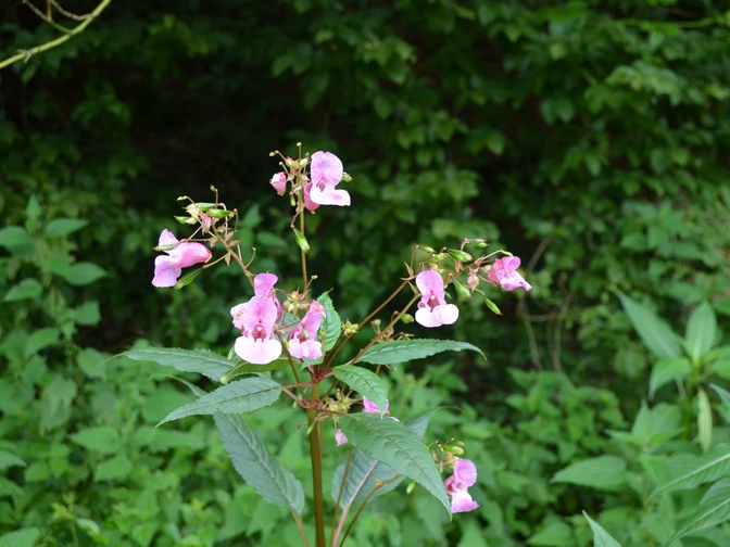 Blühende Pflanzen nahe des Wanderweges Rosa blühende Pflanzen mit kräftigem Blattwerk, umgeben von dichtem Grün am Wanderweg.