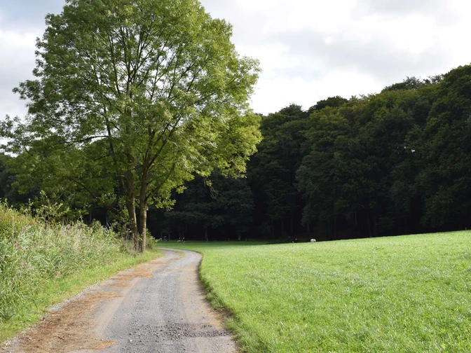 Wanderweg in Ratingen Ein schmaler, befestigter Weg führt durch grüne Wiesen und Bäume. Im Hintergrund ist ein Wald.