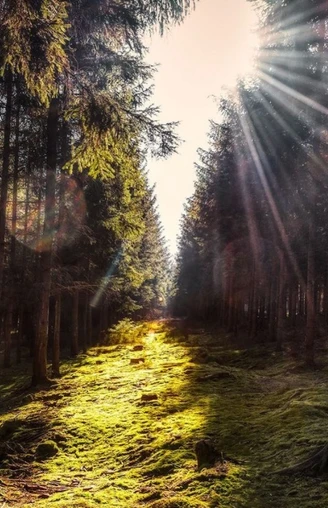 Dippoldiswalder Heide