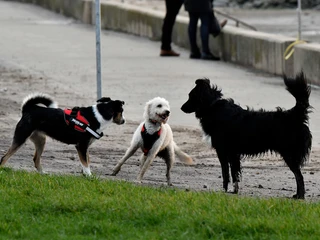 hundestrand-dorum-neufeld.jpg