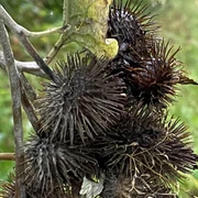 Naturaufnahme.jpg Sich an einem Ast festklammernde, trockene Klette nah am Wegrand, mit unscharfem natürlichen Hintergrund.