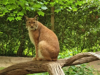 Tiere im Zoo Ludwigslust