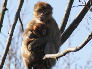 Affen im Tiergarten Ludwigslust
