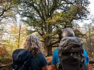 Rapp Eiche Urwald Sababurg