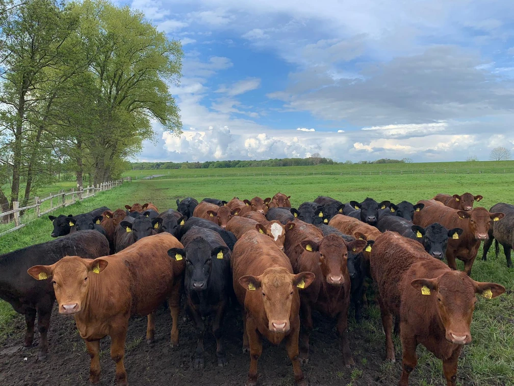 Angus-Rinder Golsch.jpg