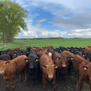 Angus-Rinder Golsch.jpg