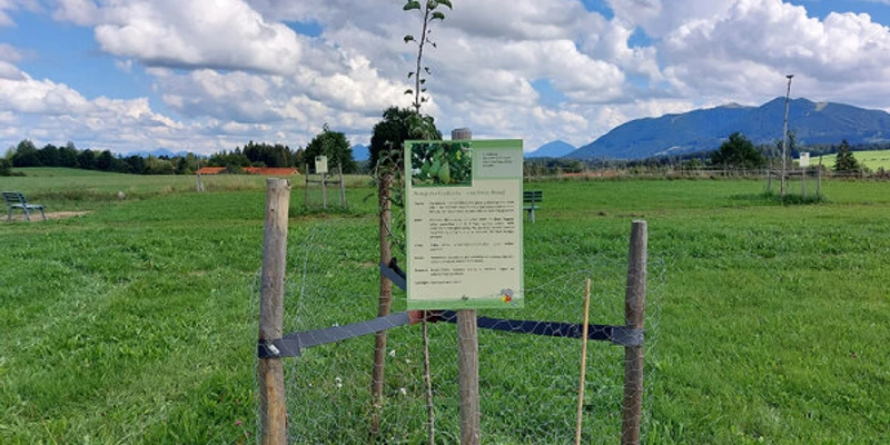 Streuobstwiese5.jpg
