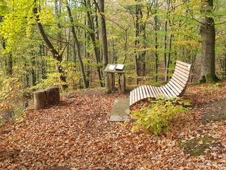 Naturbuch in Elbrinxen  Hölzerne Sitzbank und Infotafel auf mit Laub bedecktem Waldboden, umgeben von bunten Herbstbäumen.