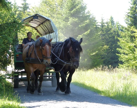 Planwagenfahrt durch den Nationalpark Kellerwald-Edersee