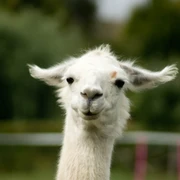 Lamasté - Dein Weg mit dem Lama  Lamasté - Dein Weg mit dem Lama
