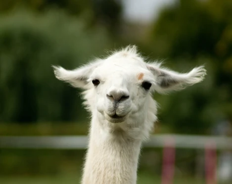 Lamasté - Dein Weg mit dem Lama  Lamasté - Dein Weg mit dem Lama