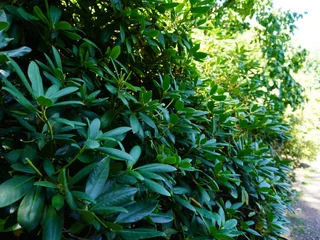 Rhododendron-Park Verden Grünes Rhododendron-Laub in voller Pracht bei Sonnenschein neben einem unbefestigten Weg.