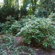Rhododendron-Park Verden Grüner Rhododendron-Strauch im Vordergrund eines dicht bepflanzten, schattigen Waldareals.