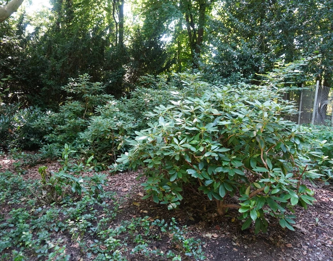 Rhododendron-Park Verden Grüner Rhododendron-Strauch im Vordergrund eines dicht bepflanzten, schattigen Waldareals.