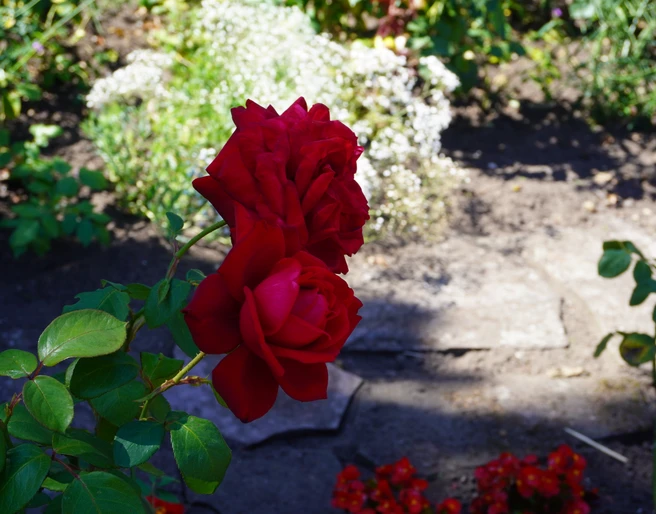 Rosengarten Verden Zwei rote Rosen mit knackig grünen Blättern strahlen in einem sonnenbeschienenen Rosengarten.