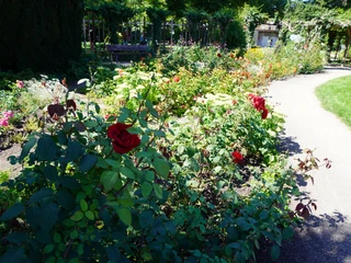 Rosengarten Verden Rosen in blühenden Beeten entlang eines geschwungenen Weges in einem gepflegten Garten in Verden.
