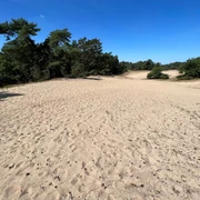 Verdener Düne Eine weitläufige Sanddünenlandschaft mit Kiefern und hellem Sand unter klarem, blauem Himmel.