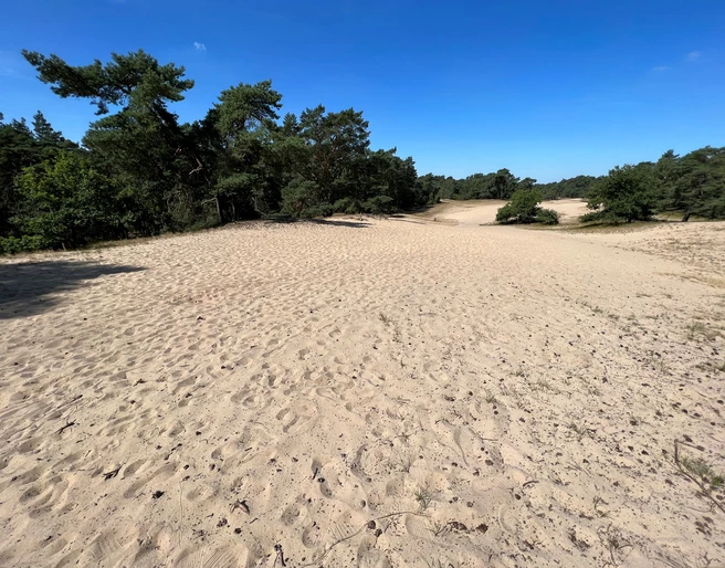Verdener Düne Eine weitläufige Sanddünenlandschaft mit Kiefern und hellem Sand unter klarem, blauem Himmel.