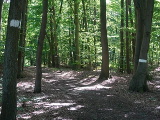 Stadtwald Verden Ein dichter Laubwald mit markierten Wanderwegen unterstreicht den natürlichen Charme des Stadtwaldes.