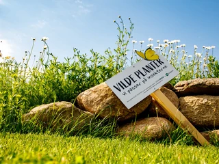 Formidlingshaven-i-Gråsten_insekterne