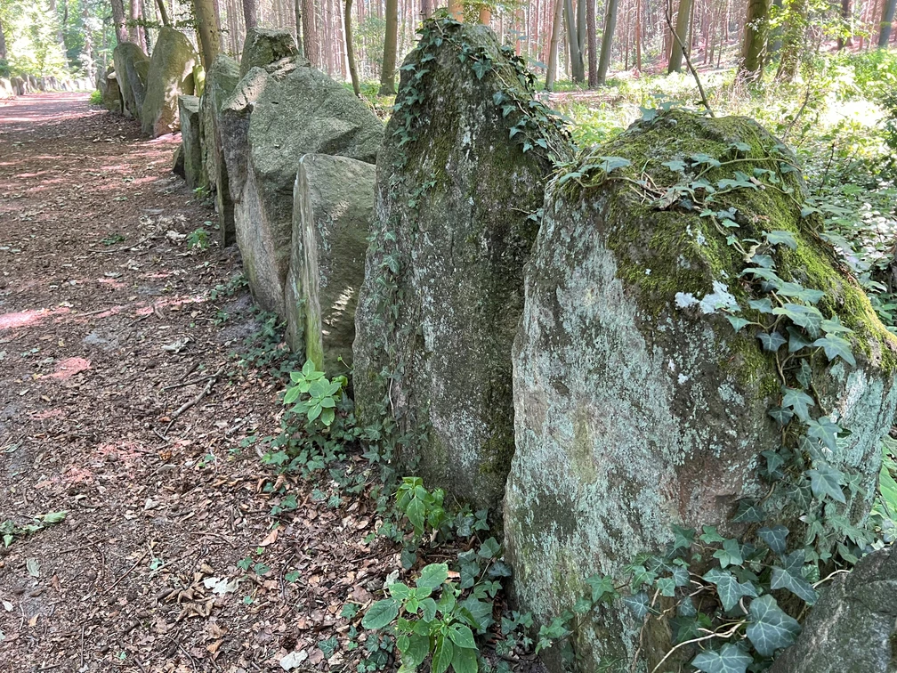 Sachsenhain Verden Ein Waldweg führt entlang einer historischen Steinsetzung aus moosbewachsenen Findlingen im Sachsenhain.