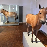 Das Deutsche Pferdemuseum in Verden Das Deutsche Pferdemuseum in Verden