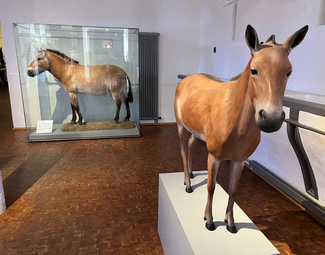 Das Deutsche Pferdemuseum in Verden Das Deutsche Pferdemuseum in Verden