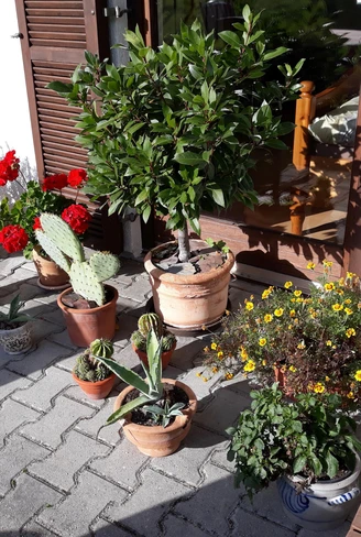 Blumen