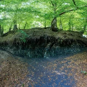 Schwarzkreidegrube in Belm-Vehrte Bäume thronen über einer bewaldeten Böschung, darunter freiliegende Wurzeln und ein dunkler Abhang.