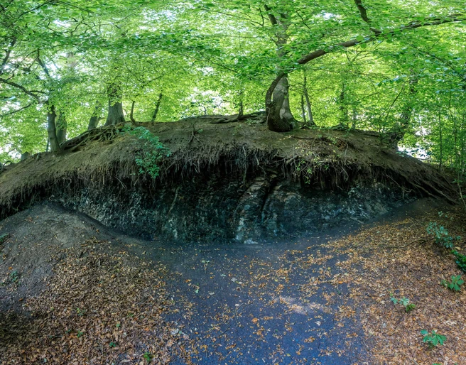 Schwarzkreidegrube in Belm-Vehrte Bäume thronen über einer bewaldeten Böschung, darunter freiliegende Wurzeln und ein dunkler Abhang.