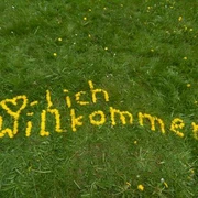 Löwenzahn willkommen klein