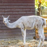Lama im Tierpark Geithain - Familienausflug in die Leipzig Region Blick auf ein Lama im Tierpark Geithain, Freizeitaktivität, Familie, TierePohled na lamu v zoo Geithain, volnočasová aktivita, rodina, zvířataImage of a llama in Geithain Animal Park, leisure activities, family, animalsVue sur un lama dans le parc animalier de Geithain, activités de loisirs, famille, animauxLama w parku zwierząt w Geithain, aktywny wypoczynek, rodzina, zwierzęta