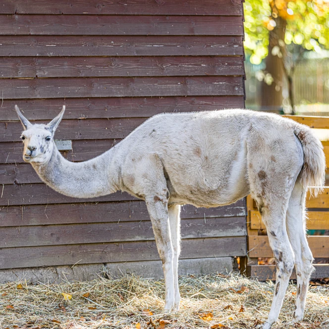 Lama im Tierpark Geithain - Familienausflug in die Leipzig Region