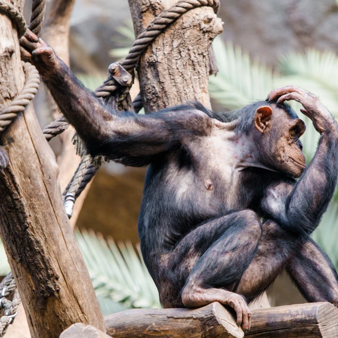 Westafrikanischer Schimpanse im Zoo Leipzig - Freizeitaktivitäten in Leipzig