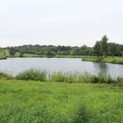 Landschaftssee Uchte  Ein ruhiger See umgeben von Wiesen und Bäumen, das Ufer gesäumt von Schilf und grasigen Flächen.