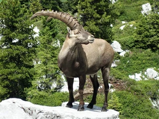 Bouquetin au Seehorn