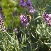 Hummel Eine Hummel sitzt auf einer violetten Lavendelblüte, umgeben von grünen Stängeln und Blättern.