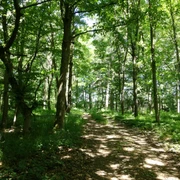 20200521 Naumburg Wald