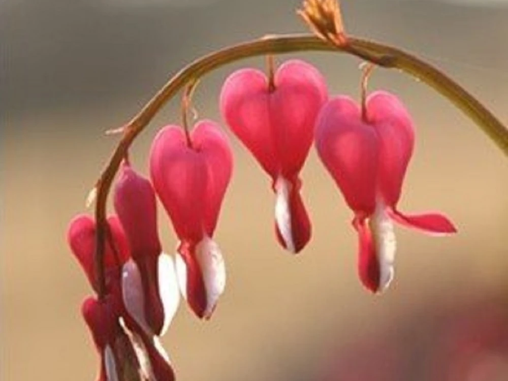 Trauer Hospizgruppe.jpg