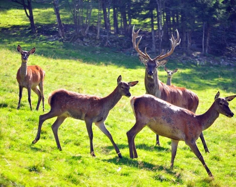 Rotwildgehege Bosenstein