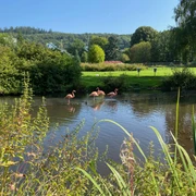 Flamingos im Kurpark Bad Wildungen-Reinhardshausen.