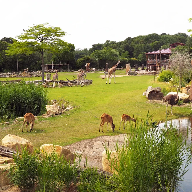 Kiwara-Savanne im Zoo Leipzig - Tierisches Leipzig