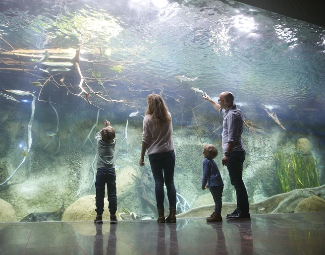 Panoramabecken im Aquarium des Zoo Leipzig - Leipzig mit Kindern Eine Familie steht vor dem Panoramabecken im Aquarium des Zoo Leipzig und bestaunt die Unterwasserwelt, Familie, Kinder, Freizeit, Ausflug