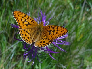 Wanderleiterin Elisabeth Floh Müller